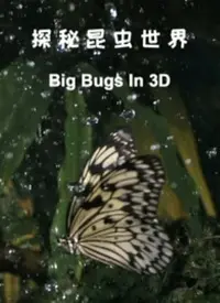 日本精装